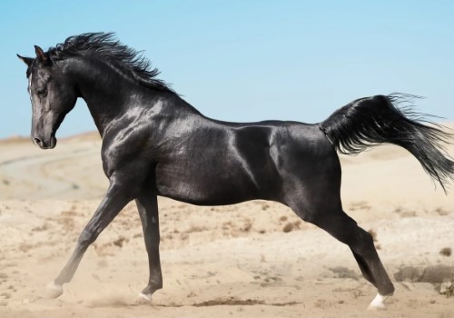 خرید و قیمت اسب سیاه عرب + فروش صادراتی